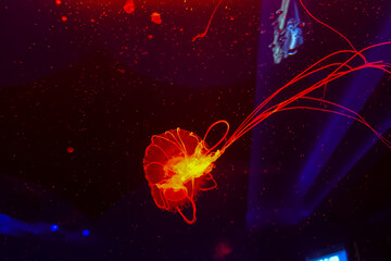 A single jellyfish swims with long tentacles in the deep dark ocean water background A red jellyfish swims in deep water with a dark background and bright light patterns in the water © ir1ska