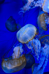 Multiple jellyfish swimming in deep water with a dark blue background Group of jellyfish swimming in water with a dark blue background © ir1ska
