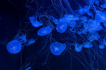 Group of blue jellyfish swimming in the deep sea against a dark ocean water background Group of blue jellyfish swimming in the deep sea with a dark blue background © ir1ska