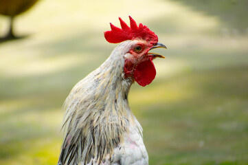 Close-up portrait of a white rooster crowing with open beak and bright red comb against a soft green bokeh background © Imran
