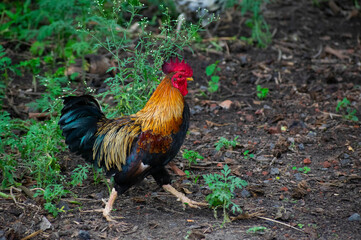 Colorful rooster with vibrant plumage walking outdoors on soil in a rural farmyard setting © Imran