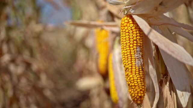 Ripe maize ear affected by mold disease in agricultural field. Concept of crop loss, plant pathology, fungal infection damage in agriculture, harvest yield risk. 4K.