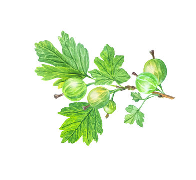 Detailed watercolor branch of green gooseberries with rich leaves. Isolated hand drawn botanical illustration for food and tea product packaging art