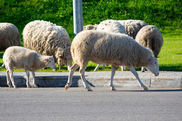 Flock of white sheep and a young lamb walking across an asphalt road beside a stone curb with green grass behind, rural animal crossing, countryside life, farm animal scene. © CatKuz