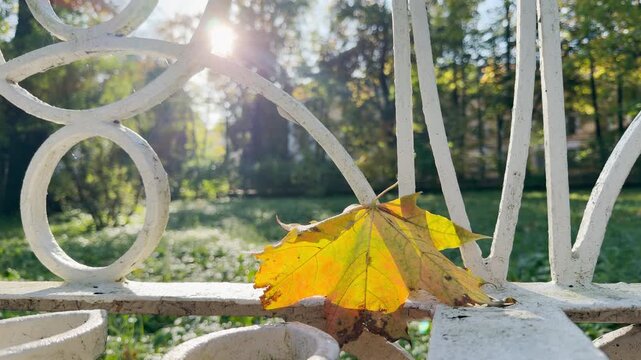 A golden leaf rests on a white bench in Catherine Park, Pushkin, Saint Petersburg. Bright sunlight shines through green trees. The peaceful view brings a serene feeling.