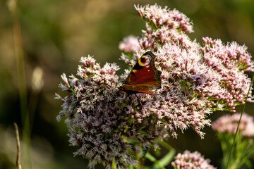 Peacock butterfly resting on blooming pink wildflower © Karina