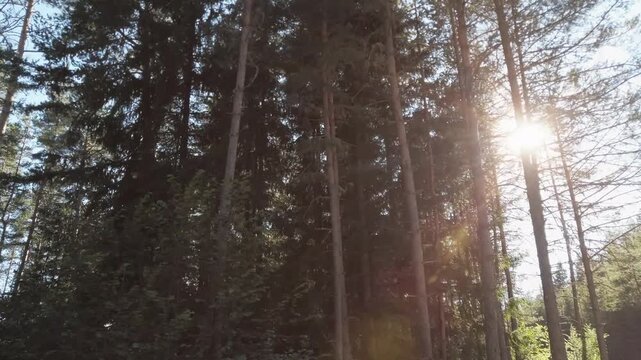 Pov drive on sunset road with trees on either side and a bright sun shining through the trees