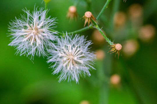 dandelion on a green background