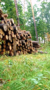 Felled trees in the forest. Selective focus.