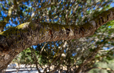 Mastic tree (Pistacia lentiscus) on the Greek island of Chios. © mylasa