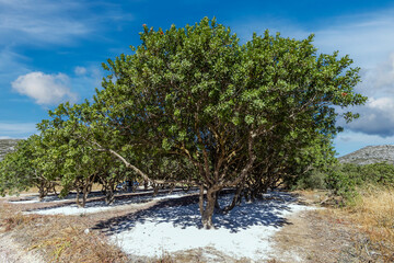 Mastic tree (Pistacia lentiscus) on the Greek island of Chios. © mylasa