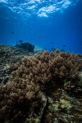 Extensive soft coral field with small reef fish under bright sunburst in ocean. © PIPE DIVE UNDERWATER