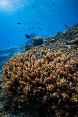 Extensive soft coral field with small reef fish under bright sunburst in ocean. © PIPE DIVE UNDERWATER