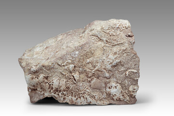 Coral fossils found in sedimentary rock showing microorganisms from ancient environments © Mentor56