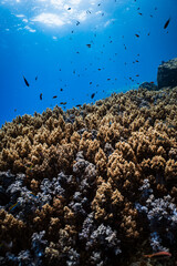 Extensive soft coral field with small reef fish under bright sunburst in ocean. © PIPE DIVE UNDERWATER