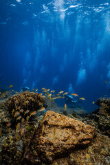 School of yellowfin goatfish over coral reef with scuba diver in ocean. © PIPE DIVE UNDERWATER