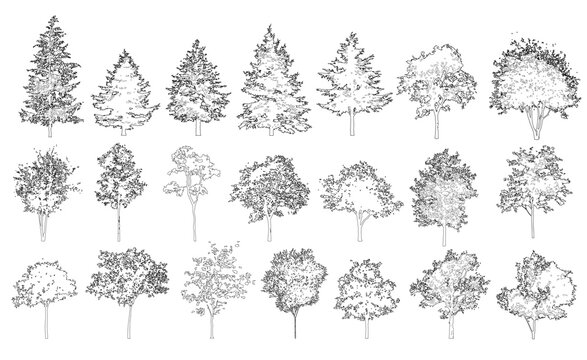 Pack of trees in elevation view for use in architectural drawings isolated on transparent background	