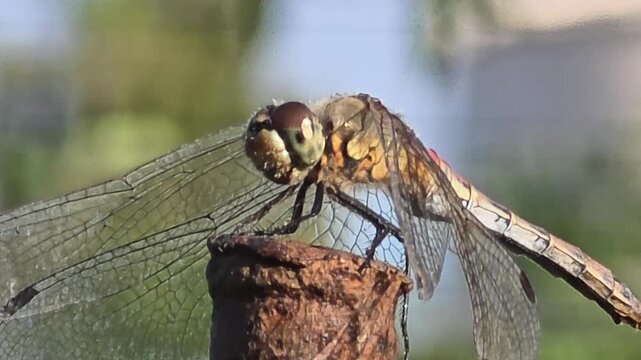 ​Immature scarlet darter dragonfly perching on a metal pole close up


