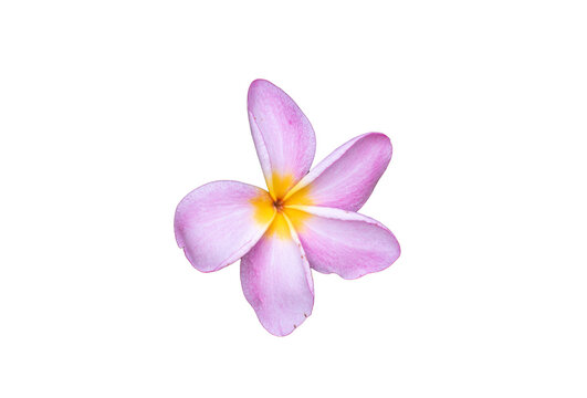 Pink and yellow plumeria frangipani flower isolated on transparent background