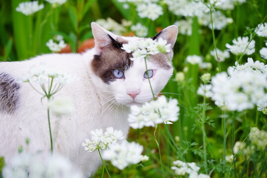 白い花畑から顔をのぞかせる青い目の猫