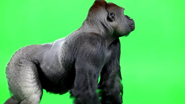 Realistic silverback gorilla walking slowly across a bright green screen background while looking around curiously