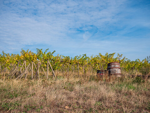 Traditional vineyard at Star&aacute; hora in Pezinok, Slovakia, with grapevine rows and an old wooden barrel, ideal for viticulture, winemaking, rural heritage and wine tourism.