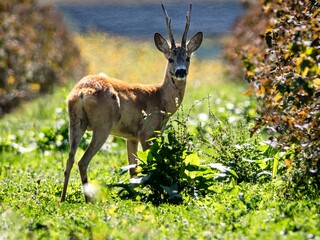 European roe deer (Capreolus capreolus) - a buck in autumn. © Adam