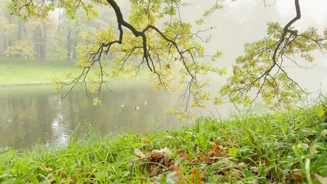 Ducks swim on a misty pond while autumn branches hang low over the water. The calm landscape offers a peaceful mood in Catherine Park, Pushkin, Saint Petersburg.