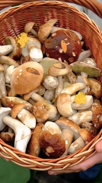 Picking mushrooms in the forest. Selective focus.