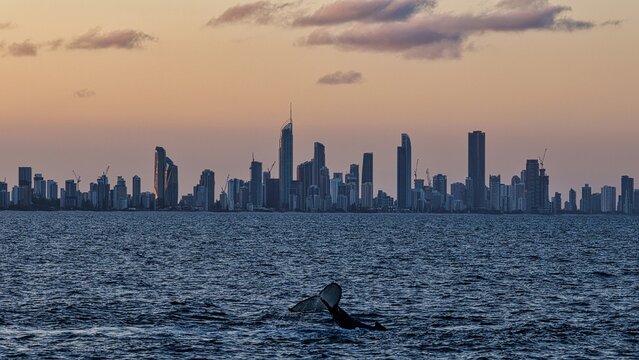 Aerial view of the skyline featuring Skyline North Tower 2, with a whale tail breaching in the foreground ocean at sunset, Surfers Paradise, Queensland, Australia.