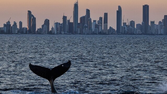 Aerial view of a humpback whale tail breaching in the ocean with the Surfers Paradise skyline and Skyline North - Tower 2 in the background, Surfers Paradise, Queensland, Australia.