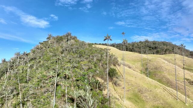 Quindio Wax Palm Ceroxylon quindiuense with Extremely Tall Slender Trunks and Crown of Pinnate Leaves. Establishing Shot. Aerial View.