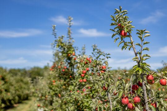 Red apples growing on a tree in a pick-your-own apple orchard in Pennsylvania, USA