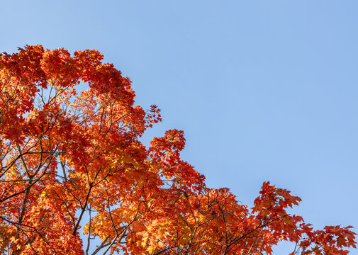 Beautiful red and orange fall foliage colors on a maple tree around the edge of the frame against a clear blue sky