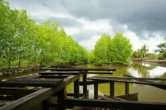 Silvofishery pond with mangrove and traditional water gate wood