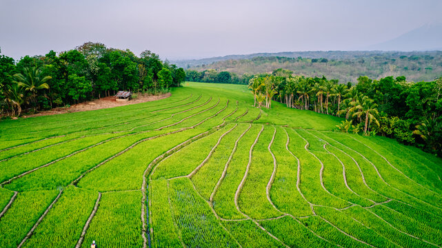 Aerial view of lush green rice terraces with curved patterns, surrounded by palm trees and dense forest in the hilly landscape of Bajawa, Nusa Tenggara Timur, Indonesia.