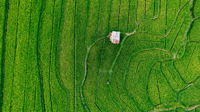 Aerial view of vibrant green rice terraces with a small hut and a person walking along the paths in the rural landscape of Bajawa, Nusa Tenggara Timur, Indonesia.