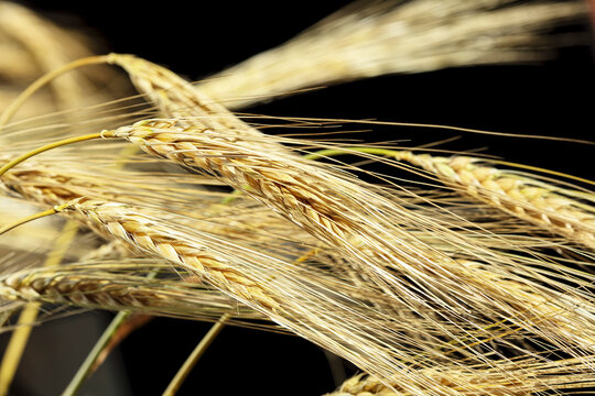 Close-up of ripe wheat ears with golden grains and stalks