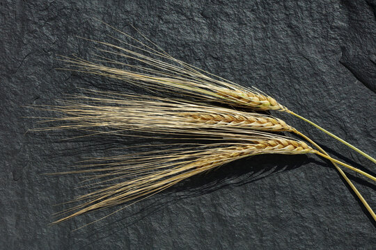 Wheat ears showing mature grain and spikelets on textured surface