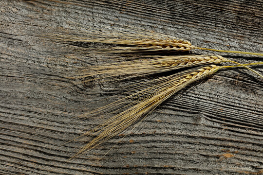 Three Ears of wheat lying on wooden surface