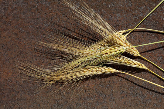 Wheat ears on rustic brown textured surface