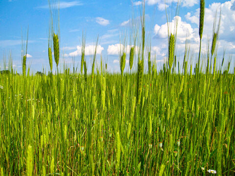 Green Wheat field with growing cereal grain under blue sky