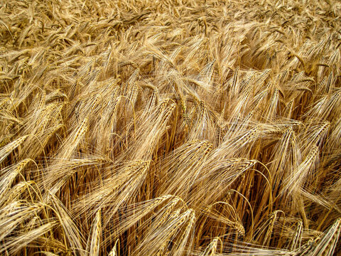 Ears of wheat ripening in a field