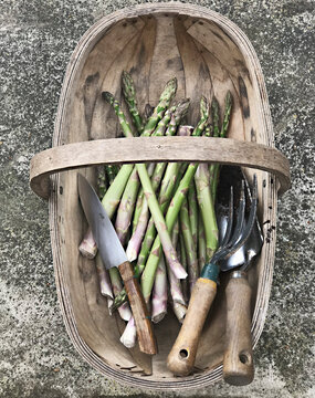 Green asparagus spears in wooden basket with garden tools
