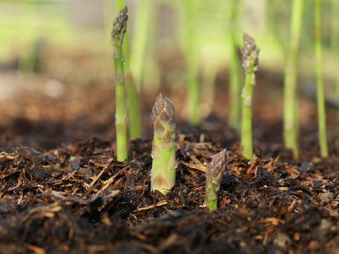 Green asparagus shoots growing in a field from soil