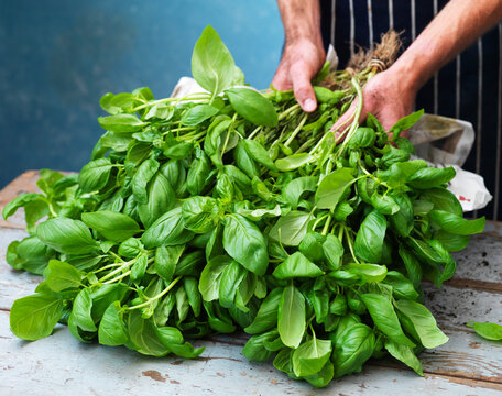 Basil bunch held in hands on wooden surface