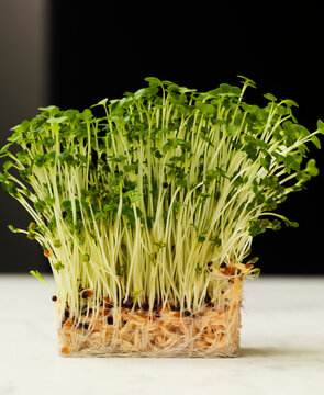 Fresh cress with roots in studio setting
