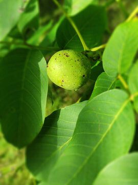 Green Walnut growing on Walnut tree