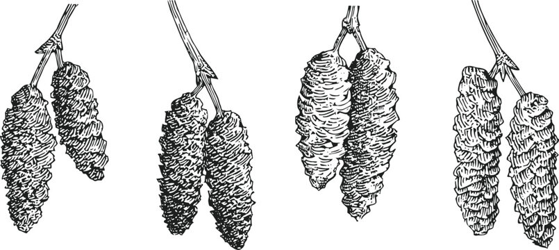 hand drawn alder cones illustration botanical set natural branch seed autumn