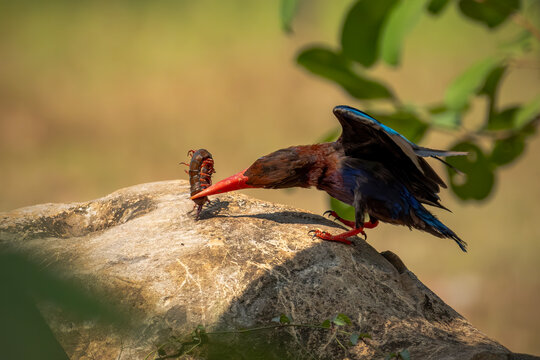 A highly detailed wildlife photo of a Javan Kingfisher (Halcyon cyanoventris) perched on a large, rough-textured rock.